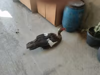 مسکوی خانگی — عکس 8
