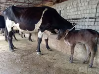 Krava, Russian Black pied cattle — foto 1