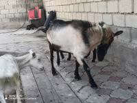 Oğlak, Alpine goat — foto 1