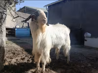 公山羊, Beetal goats — 照片 1