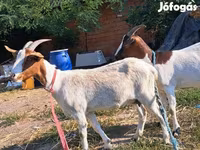 Koza, Kozy — foto 5