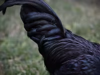 Australorp — 2. fotó