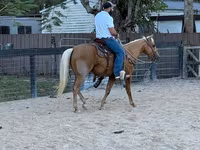 Kůň, Quarter Horse — foto 2