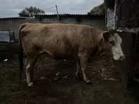 วัวตัวเมีย, Latvian Blue cattle — รูปภาพ 2