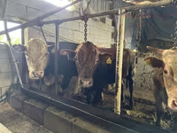Toro, Simmental cattle — foto 1