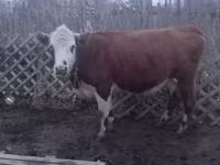 Lembu betina, Latvian Blue cattle — foto 3