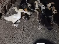 Německý pekin — foto 1