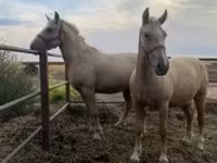 مادیان, اسب — عکس 1
