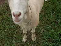 Chèvre, Saanen goat — photo 3