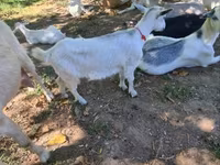 பெண் வெள்ளாடு, வெள்ளாடுகள் — புகைப்படம் 2