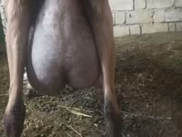 بز ماده, Alpine goat — عکس 3
