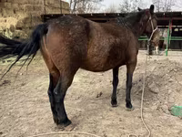 مادیان, Kazakh horse — عکس 6