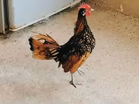 Chickens — 사진 3