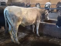 گاو نر, Simmental cattle — عکس 1