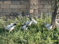 Chickens — Foto 1