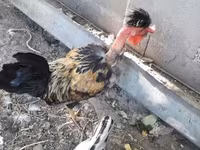 Chickens — fotografija 3