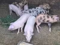 Süldőanya, Sertések — 1. fotó