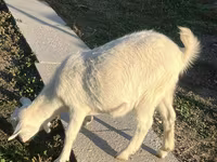 Keçi, Saanen goat — foto 4