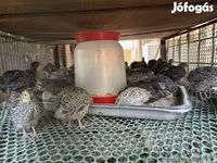 Quails — รูปภาพ 2