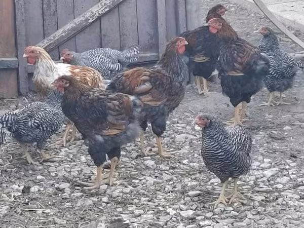 Chickens