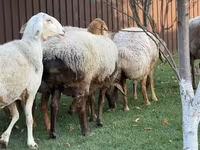 Oaie, Arashan sheep — foto 3