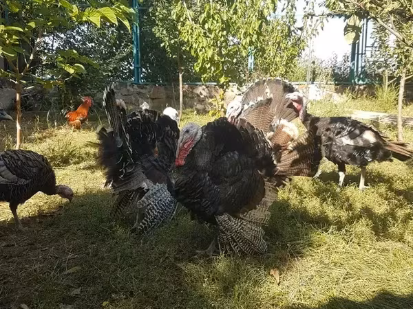 Turkeys