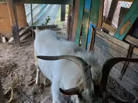 بز نر, Saanen goat — عکس 2