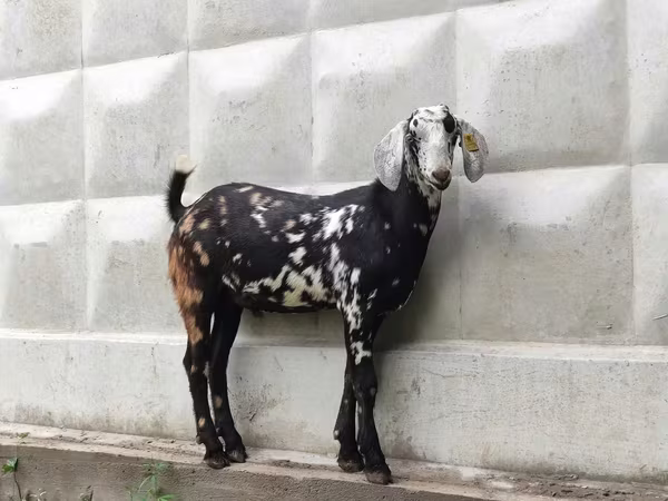 ஆண் வெள்ளாடு, Nubian Goat