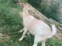 Nőstény kecske, Boer goat — 2. fotó