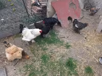 Chickens — 4-сурет