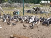Guinea fowl — foto 3
