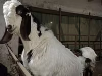 Jarac, Beetal goats — fotografija 1