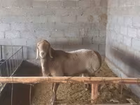 Widder, Arashan sheep — Foto 2