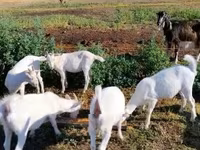 Goat, Goats — photo 2