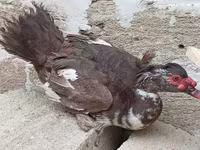 Turkeys — foto 4