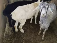የጎትት አውራ በግ, Sheep — ፎቶ 3