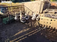 Geese — լուսանկար 1