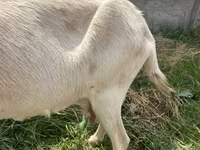 Koza, Alpine goat — zdjęcie 8