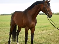 Aygır, Thoroughbred horse — foto 1