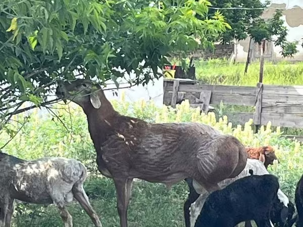 قوچ, Arashan sheep