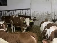 گاو نر, Simmental cattle — عکس 3
