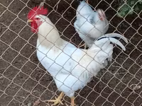 ዶሚናንት — ፎቶ 1