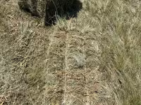 Խոտի տուկ բարձր որակի — Foto 1