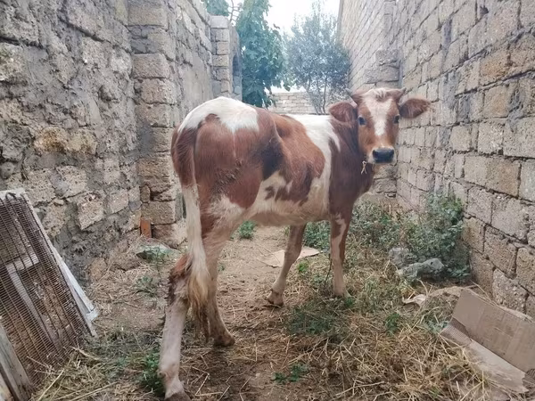 Ko, Simmental cattle