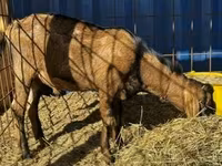 Taka, Nubian Goat — 2-rasm