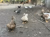 Ducks — foto 3