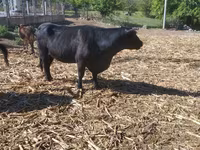 Kuh, Aberdeen-Angus — Foto 4