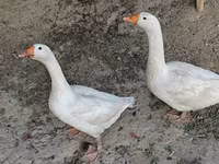 Geese — عکس 1