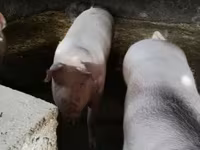 Свиноматка, Свині — фото 1