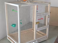 Papuqay,dovşan,hamster,şinşila,bildirçin,cücə,xamyak,pişik,quş,tısbağa — fotografija 2